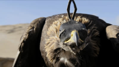 Superviviencia en la tribu_S01E03_Águilas predadoras