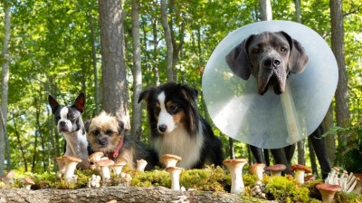 Strays (2023)FullMovie HD'