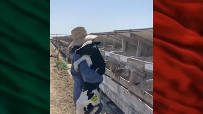 Risas Auténticas del 2023: Videos de Risa, Imposible No Reirse ante el Humor Mexicano